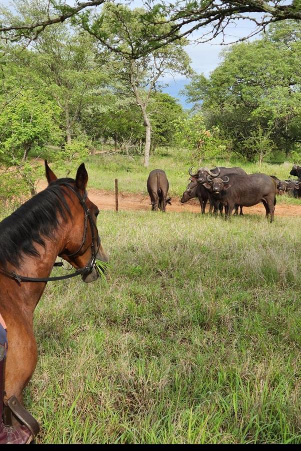 Wild Ride Safaris And Bush Camp Villa Hoedspruit Luaran gambar